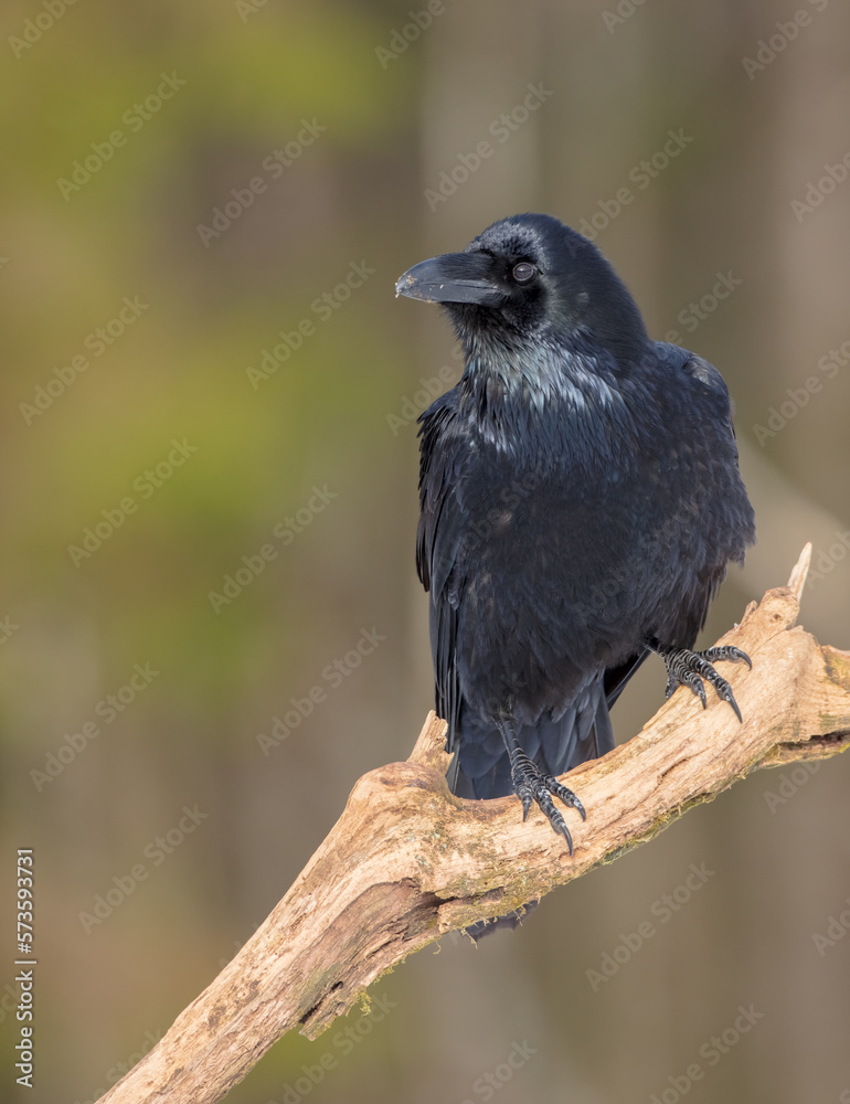 Common Raven - in winter at a wet forest Common Raven - in winter at a wet forest