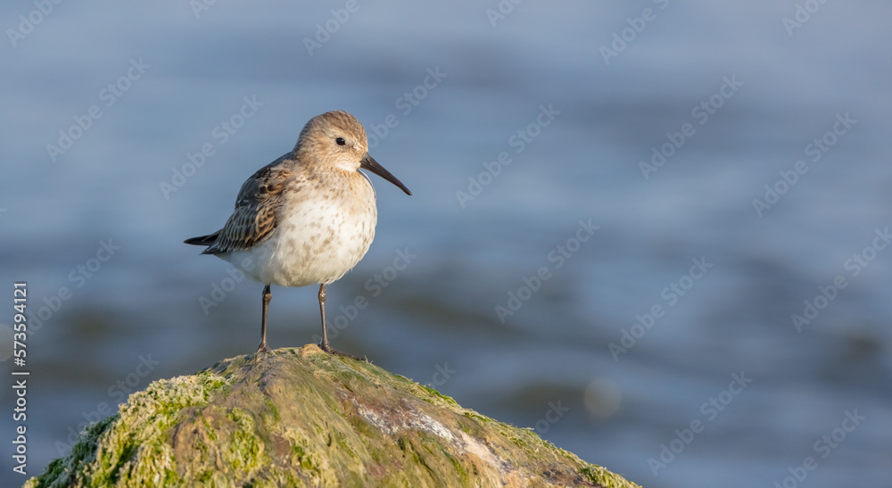 Dunlin - young bird at a seashore on the autumn migration way Dunlin - young bird at a seashore on the autumn migration way