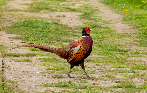 pheasant male in the field