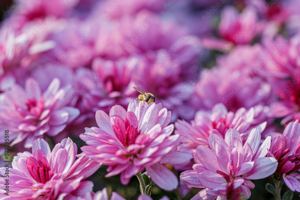 beautiful chrysanthemum flower bushes pink colors beautiful chrysanthemum flower bushes pink colors