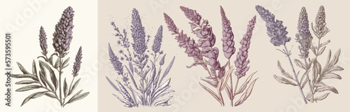 Photos Outlined flower drawings in vintage style