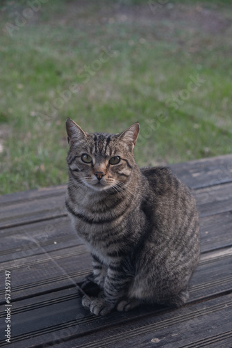 Chat portrait de face