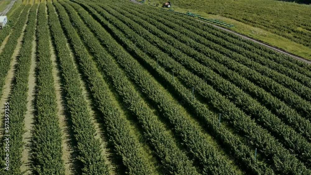Rows of raspberry fruit crops aerial above agriculture harvest. Rows of raspberry fruit crops aerial above agriculture harvest.