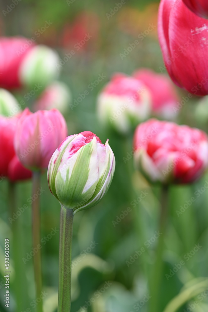 Pink flower tulips in a tulip parc, The Netherlands. Pink flower tulips in a tulip parc, The Netherlands.