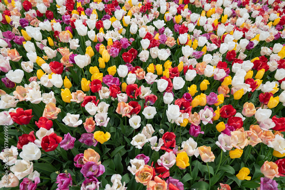 A colourful mix of hybrid triumph tulips in flower.