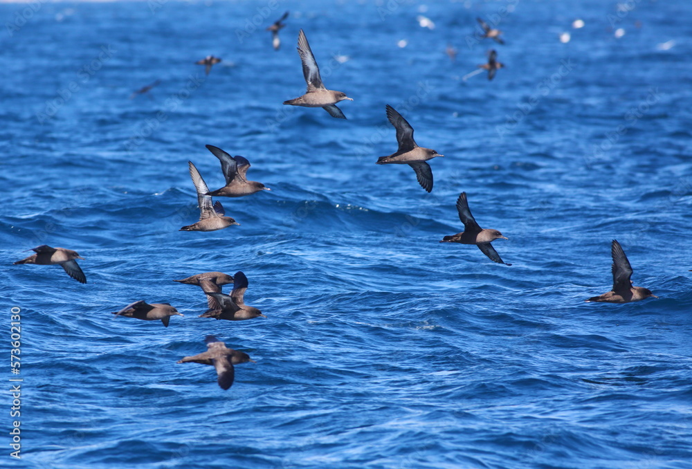 Fototapeta premium Sooty shearwater flock - Ardenna grisea - flying over the south pacific ocean with blurred blue sky and sea background, off the Taiaroa Head, Otago Peninsula, South Island, New Zealand