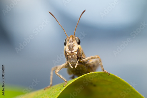 Isolated close-up of a brown Caelifera grasshopper sitting on on a leaf and looking at you © David Daniel