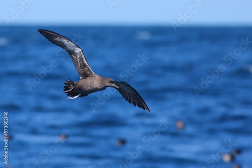 A close-up shot of a Sooty shearwater - Ardenna grisea - flying over the south pacific ocean with blurred blue sky and sea background, off the Taiaroa Head, Otago Peninsula, South Island, New Zealand
