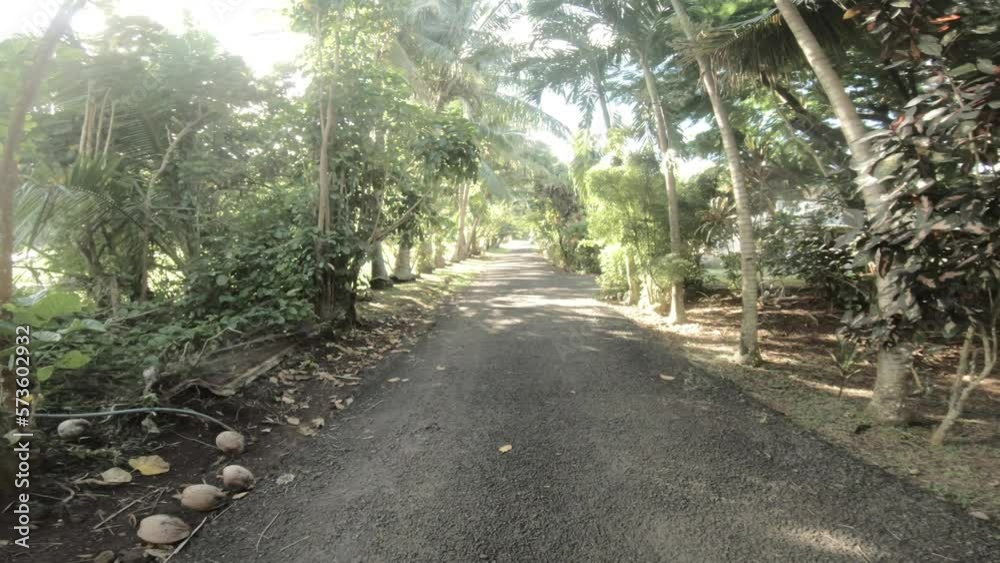 walking through a beautiful pave narrow road with sunshine shining and light ray in and out with coconut tree and bushes vegetation at sides and fallen leaves in a peaceful calm vibe in a neighborhood walking through a beautiful pave narrow road with sunshine shining and light ray in and out with coconut tree and bushes vegetation at sides and fallen leaves in a peaceful calm vibe in a neighborhood