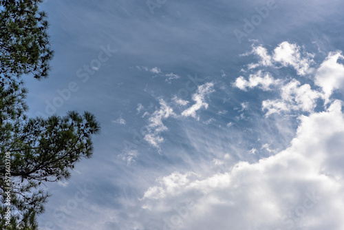 Blue sky with wispy wind driven clouds and loblolly pine tree