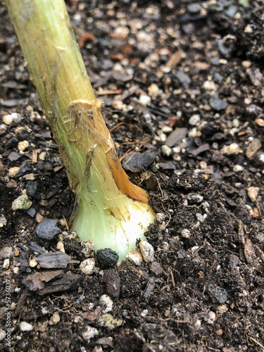 Close-up of onion growing in dirt