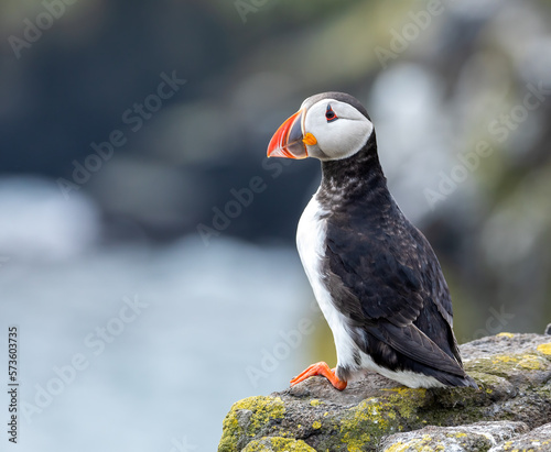 Puffins perched on a rock