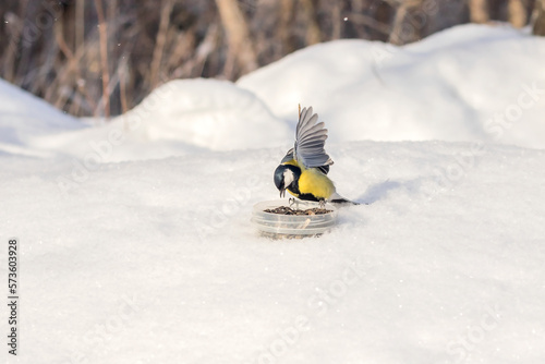 A great yellow-breasted tit in a snowy forest feeds on seeds.