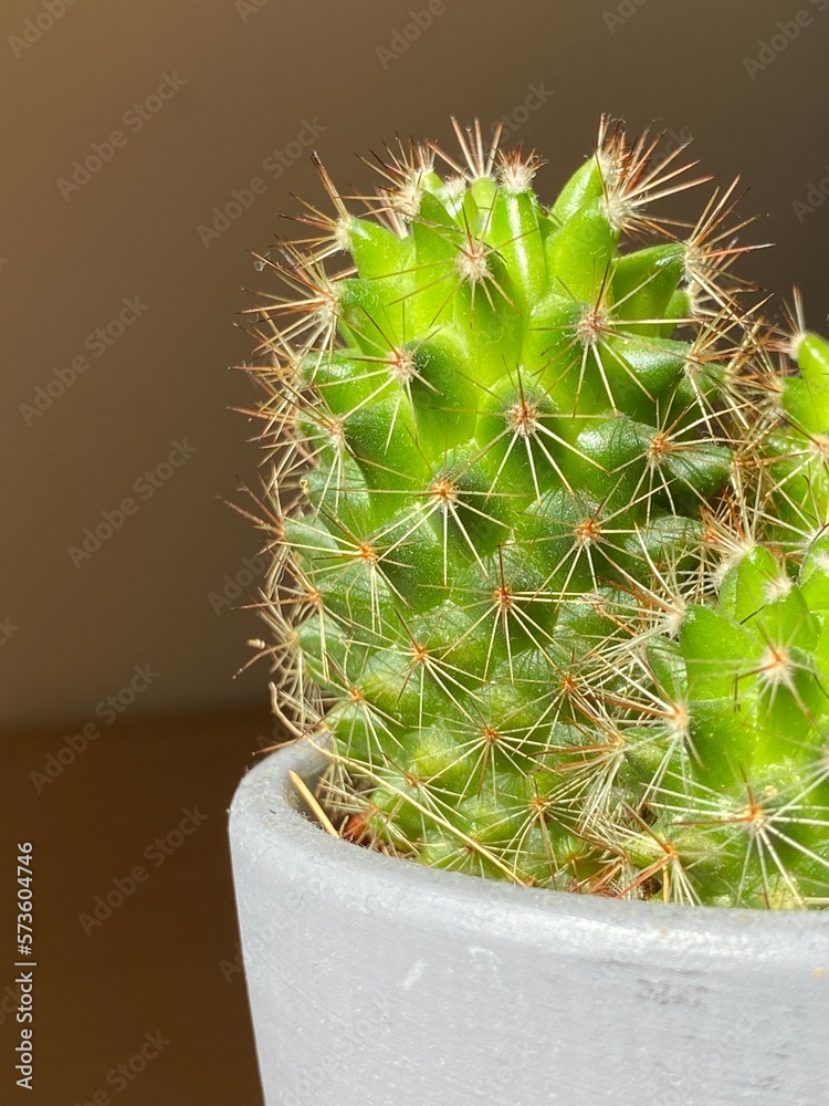 Little indoor cactus Little indoor cactus