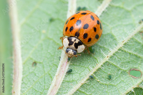Asian ladybug on stinging-nettle is eating delicious aphids (Harmonia axyridis)