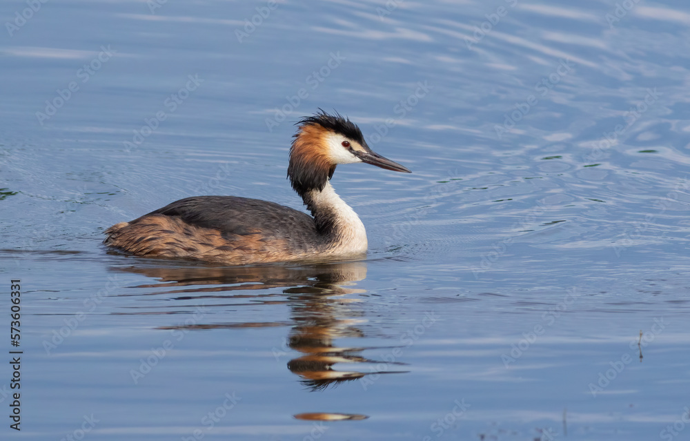 Great crested grebe, Podiceps cristatus. A bird floating on a river Great crested grebe, Podiceps cristatus. A bird floating on a river