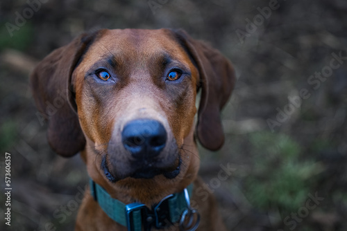 2023-02-19 CLOSE UP PORTRAIT OF A RHODESIAN RIDGEBACK WITH NICE EYES AND A BLURRY BACKGROUND © Michael J Magee