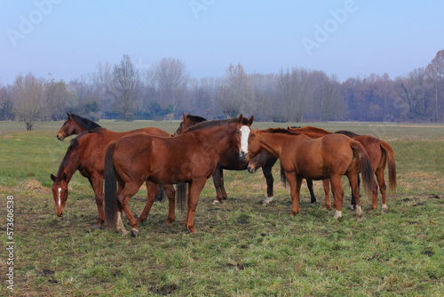 CAVALLI, HORSES