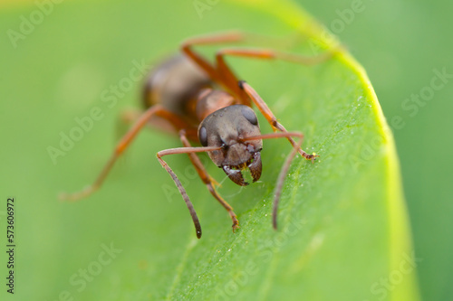 Close-up of a wood ant (Formica)