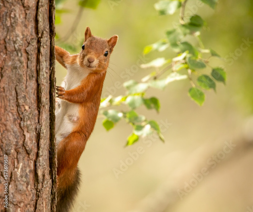 red squirrel on a tree © Sarah
