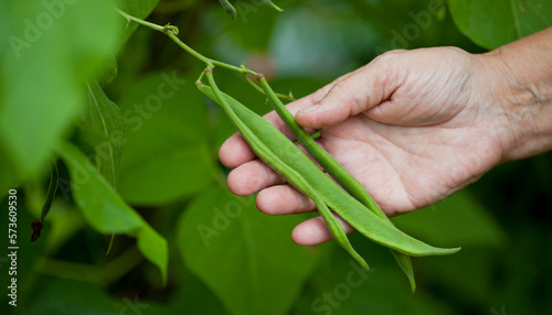 Foto Scarlet Runner bean harvest - gardener checking on decorative bean plants, looking for delicious green pods between orange and red flowers