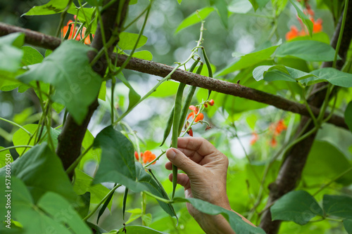 Εκτύπωση καμβά Scarlet Runner bean harvest - gardener checking on decorative bean plants, looking for delicious green pods between orange and red flowers