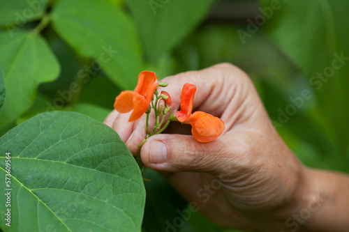 Schilderij op canvas Scarlet Runner bean harvest - gardener checking on decorative bean plants, looking for delicious green pods between orange and red flowers