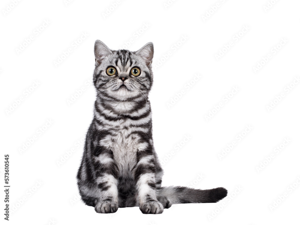 Sweet silver tabby British Shorthair cat kitten, sitting up facing front. Looking towards camera with big eyes. Isolated cutout on transparent background.