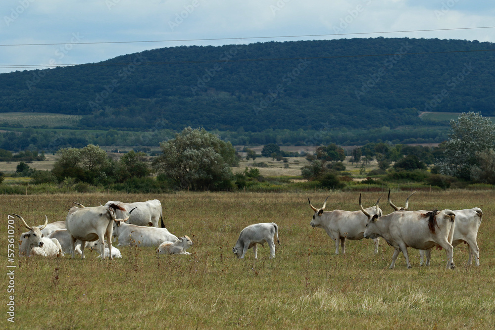 Cows on the meadow near Tihany, Hungary
