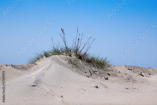 Fototapeta Naklejka Na Ścianę i Meble -  Sea Oats on Sand Dunes