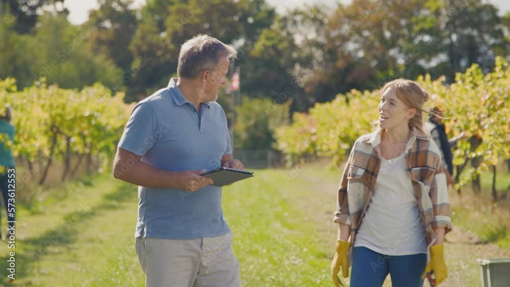 Mature male owner of vineyard with digital tablet in field talking with female worker during harvest - shot in slow motion Mature male owner of vineyard with digital tablet in field talking with female worker during harvest - shot in slow motion