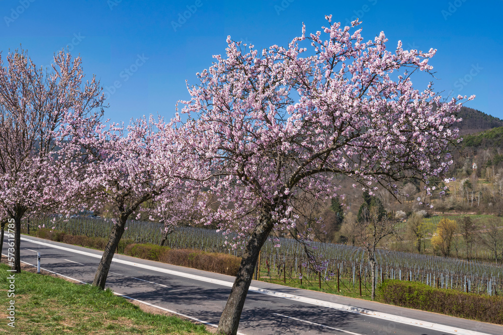 Obraz premium Almond trees in full bloom near Edenkoben/Germany in Rhineland-Palatinate