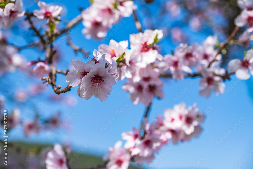 Almond blossoms against the blue sky near Edenkoben/Germany in Rhineland-Palatinate Almond blossoms against the blue sky near Edenkoben/Germany in Rhineland-Palatinate