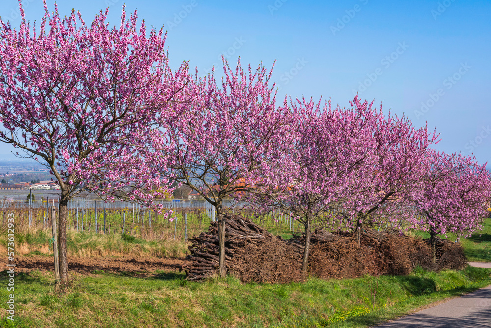 Almond trees in full bloom near Edenkoben/Germany in Rhineland-Palatinate Almond trees in full bloom near Edenkoben/Germany in Rhineland-Palatinate