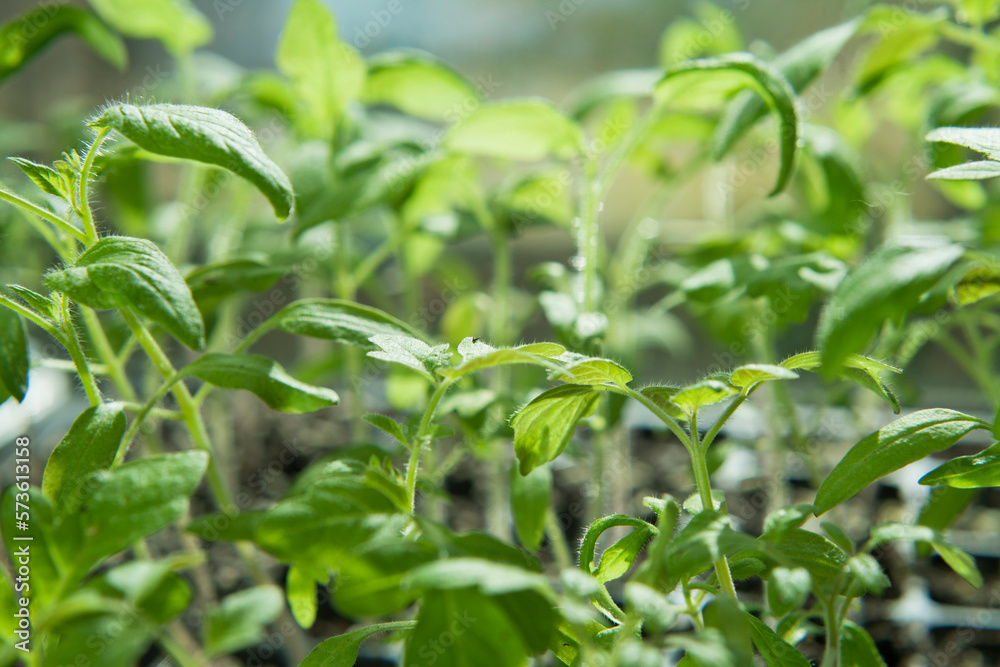 Tomato seedlings growing in a plastic multitray on a sunny windowsill. Tomato seedlings growing in a plastic multitray on a sunny windowsill.