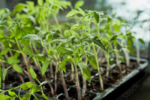 Tomato seedlings growing in a plastic multitray on a sunny windowsill.
