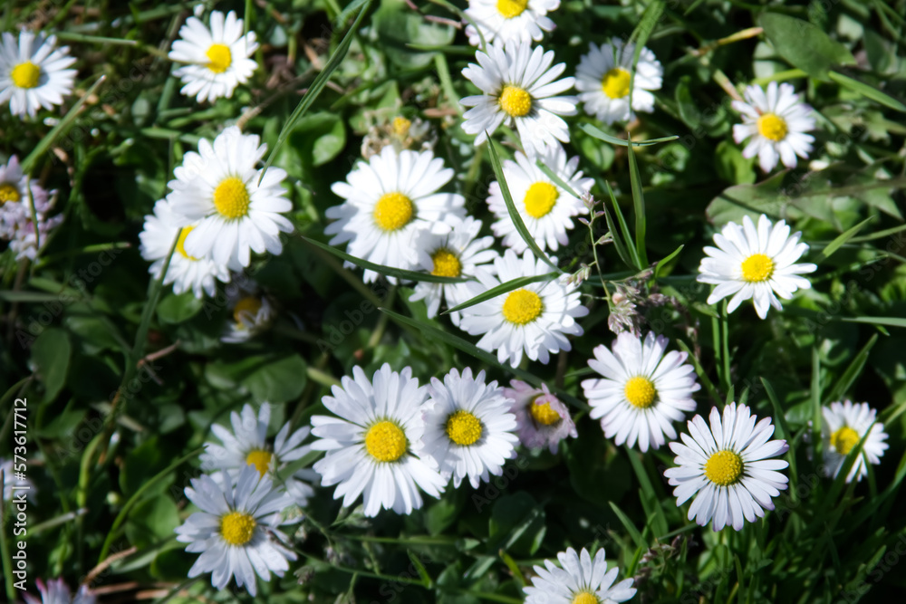 Wild daisy flowers in green grass close up Wild daisy flowers in green grass close up