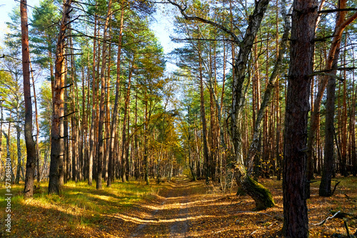 Fototapeta Naklejka Na Ścianę i Meble -  Road in the autumn forest on a sunny day.