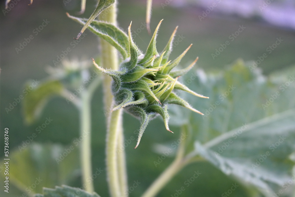 sunflower blooming sunflower blooming