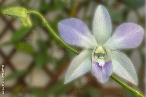 Orchid  e 