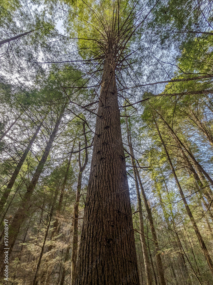 Fototapeta premium trees in the forest