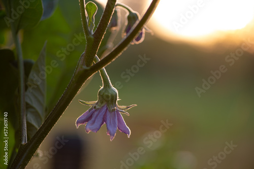 Fleur d'aubergine au lever du soleil