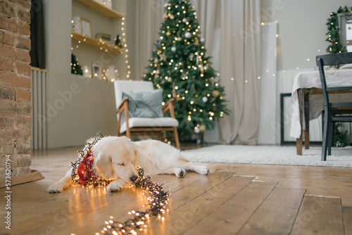 Golden Retriever in a country house at Christmas against the backdrop of a Christmas tree with toys and lights