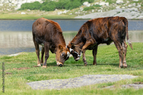 Duo de vaches sauvages aux abords d'un lac de montagne