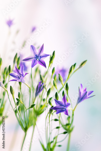 Fototapeta Naklejka Na Ścianę i Meble -  Beautiful lilac flowers of trithelia. Blooming spring flowers in ornamental garden.
