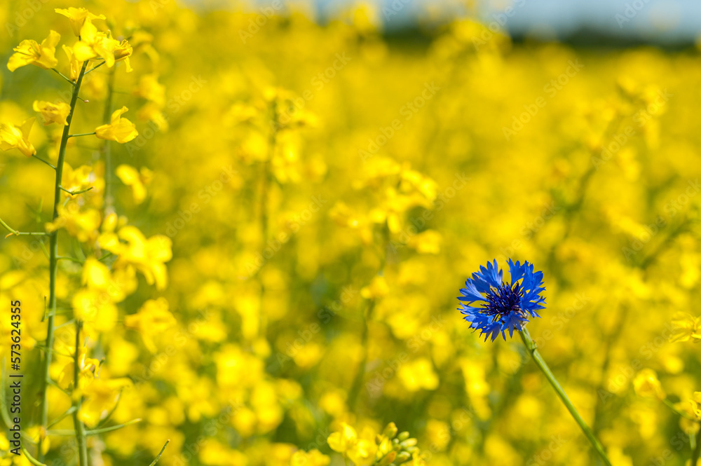 Obraz premium Rapeseed Field With Bright Blue Cornflower in Yellow Background. Shallow Depth Of Field.