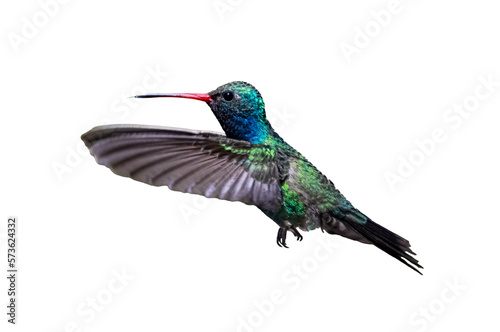 Broad-Billed Hummingbird (Cynanthus latirostris) Photo, in Flight With Tongue out, on a Transparent Background
