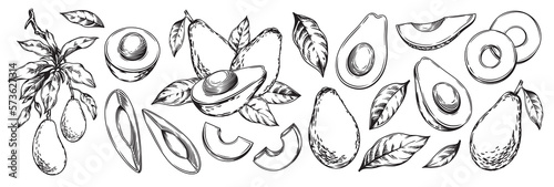 Avocado set. Whole avocado, halves of avocado and leaves. Hand drawn botanical elements isolated on a white background. Graphic fruits in vintage style. Vector monochrome linear illustration.