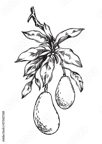 Avocado branch botanical illustration, vector element isolated on white background. Vintage style.