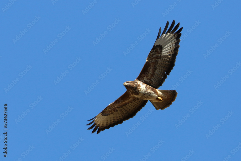 Buse variable en vol plané dans le ciel bleu Buse variable en vol plané dans le ciel bleu